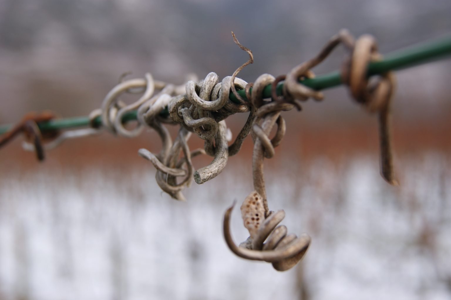 Der Frühling kommt | Weingut Görgen