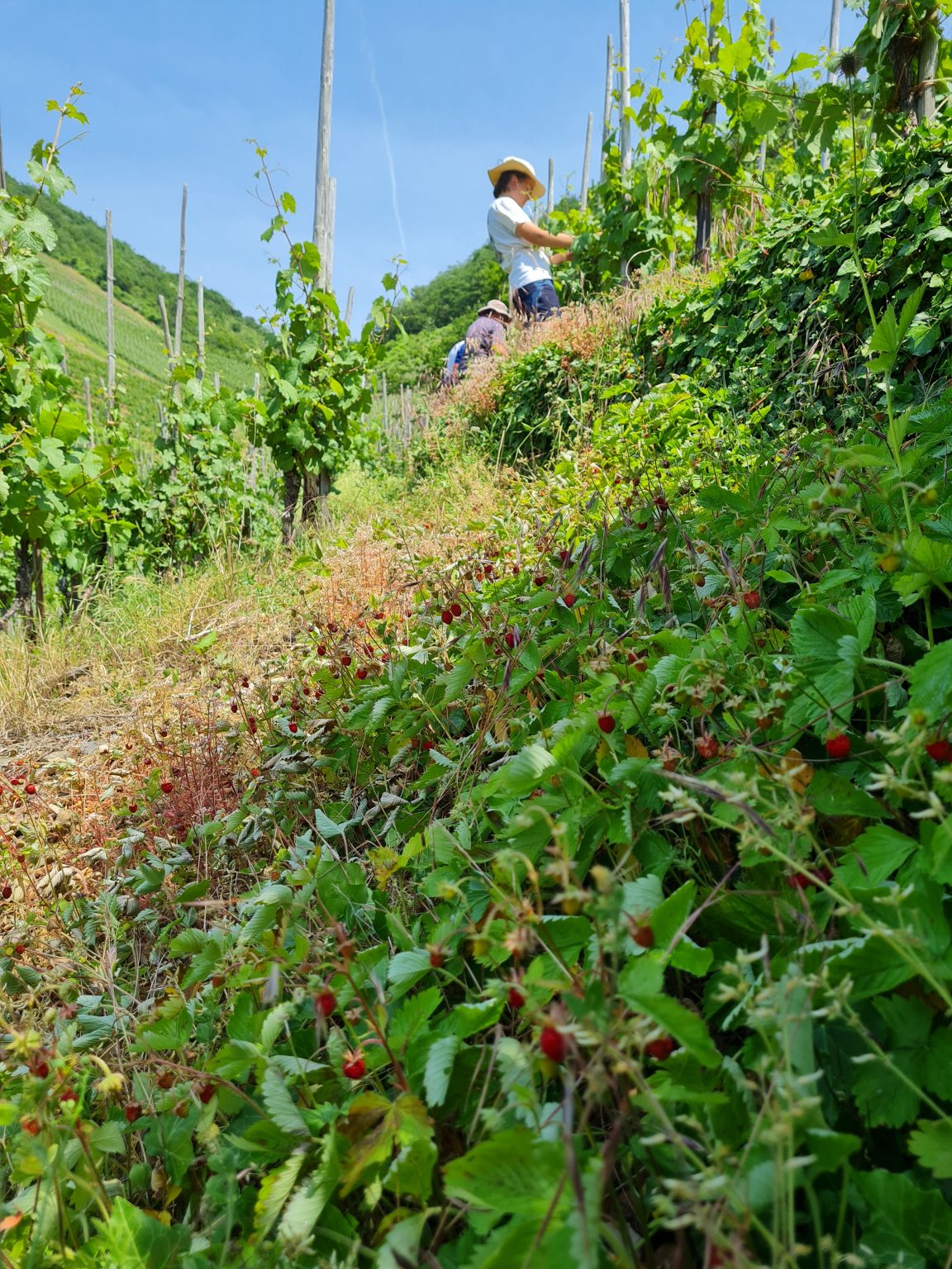 Laubarbeiten im Sommer | Weingut Görgen