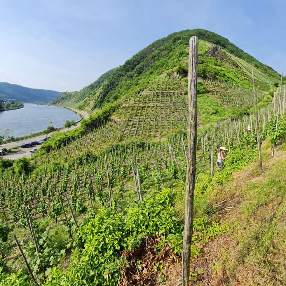 Weinlage Beilsteiner Silberberg